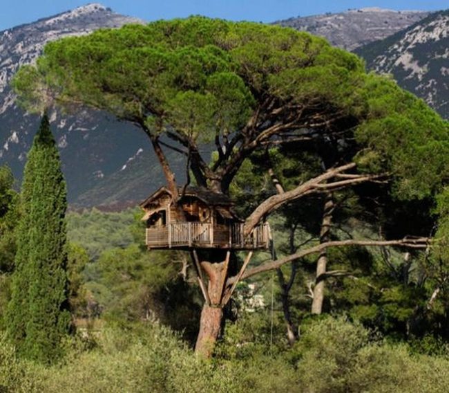 Pine Canopy Wooden Retreat