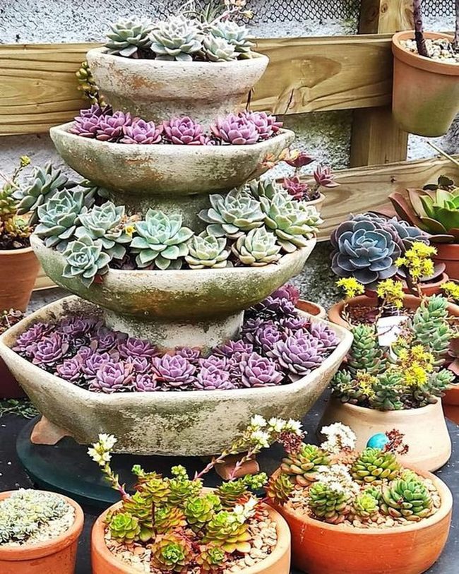 Stacked Succulents Rising Upward