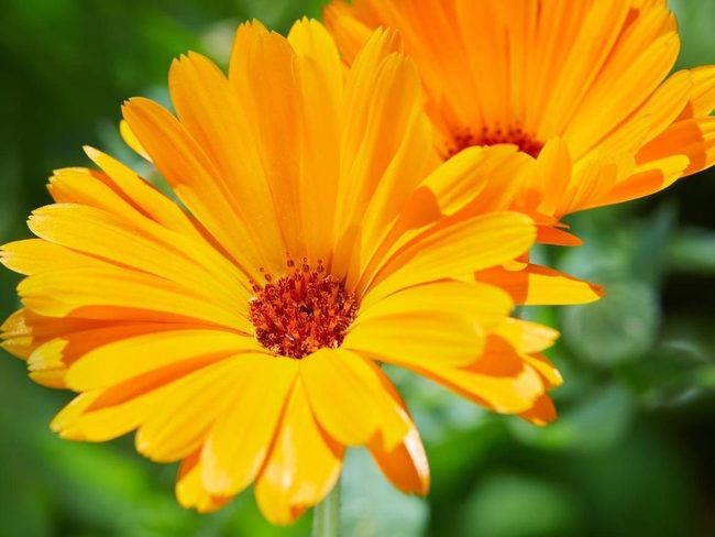 Orange Edible Garden Flowers