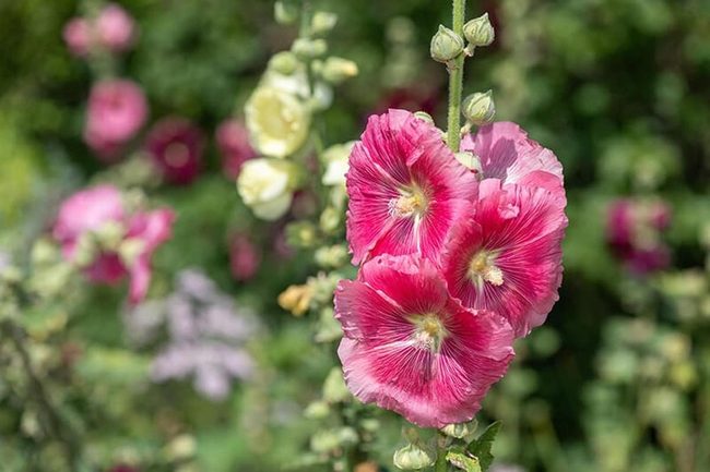 Tall Pink Spire Blooms