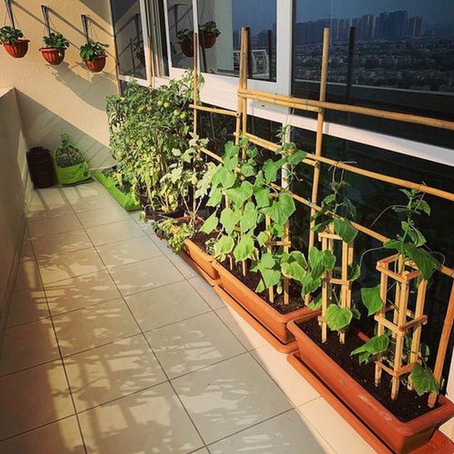 Bamboo Poles, Fresh Vegetables, Green Walls