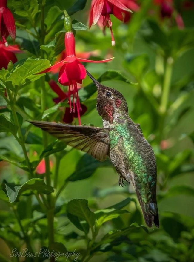Tiny Red Blooms Hummingbird Haven