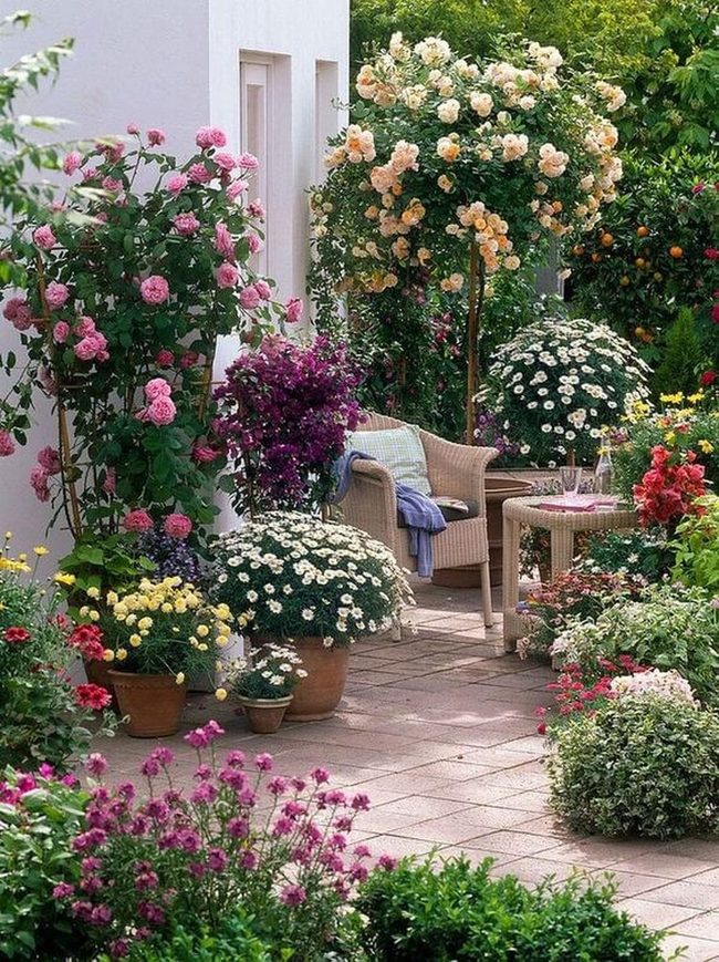 Red And Pink Climbing Roses