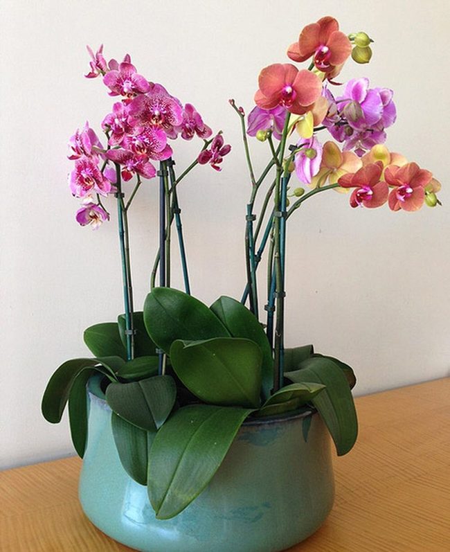 Ceramic Vessels For Blooming Orchids
