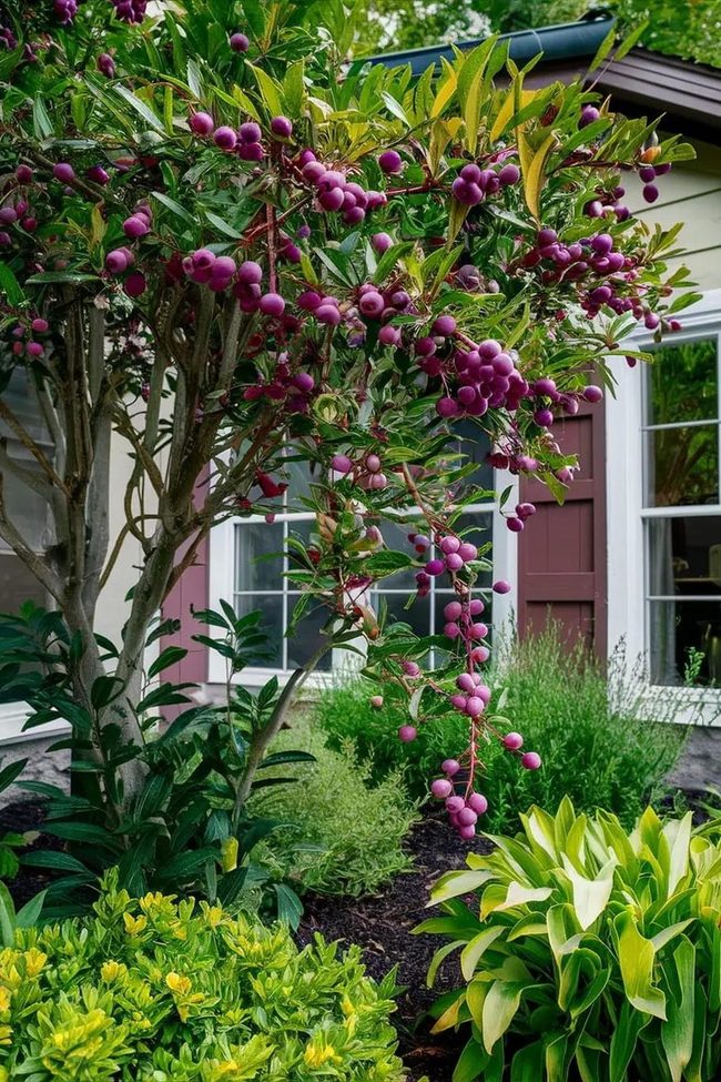 Purple Berries Lush Green Terrace