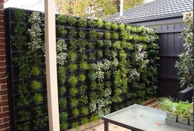 Living Succulent Fence Wall