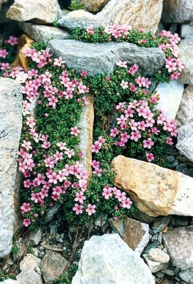 Pink Blooms Through Gray Stone