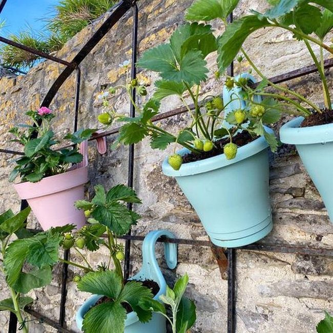 Strawberries On Fence Lines