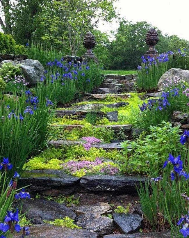 Deep Blue Irises Garden Path