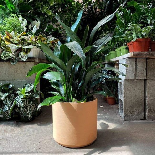 Dark Green Foliage Meets Neutral Ceramic