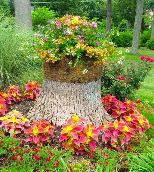 Hollow Stump Bursting With Blooms