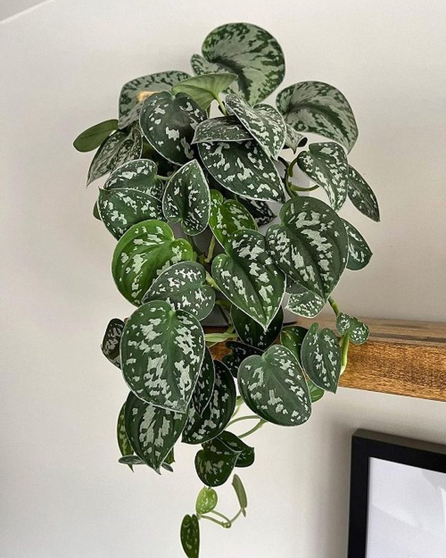 Green And White Pothos Cascade