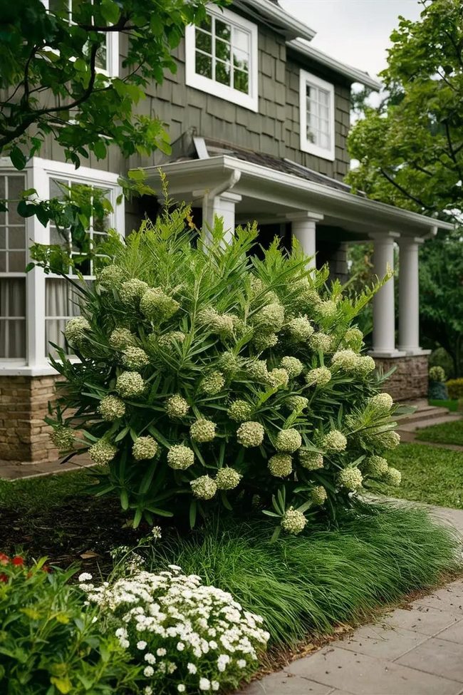 Mediterranean Capers Drought Tolerant Bushes