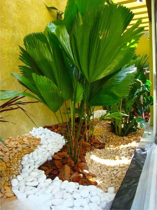 Giant Fronds Against Sunny Yellow