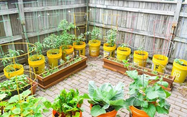 Fresh Vegetables In Lightweight Rooftop Pots