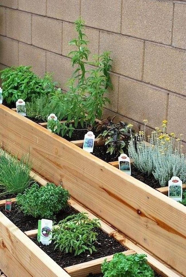 Fresh Herbs In Wooden Boxes
