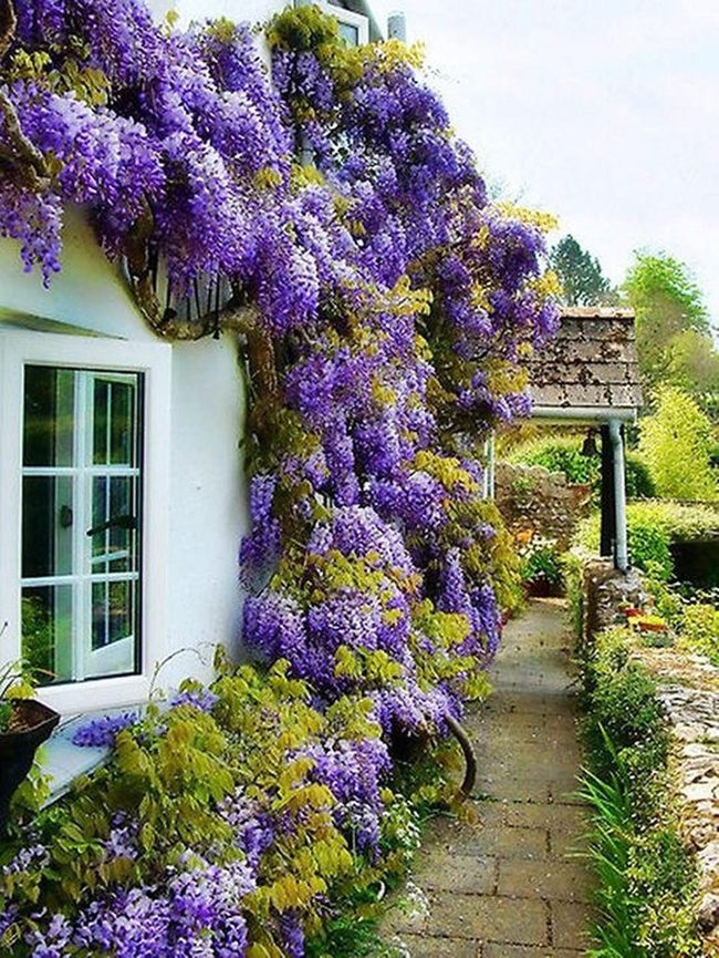 Purple Wisteria Garden Pathways