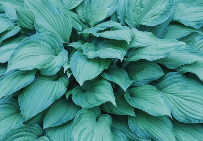 Broad Green Leaves For Shade