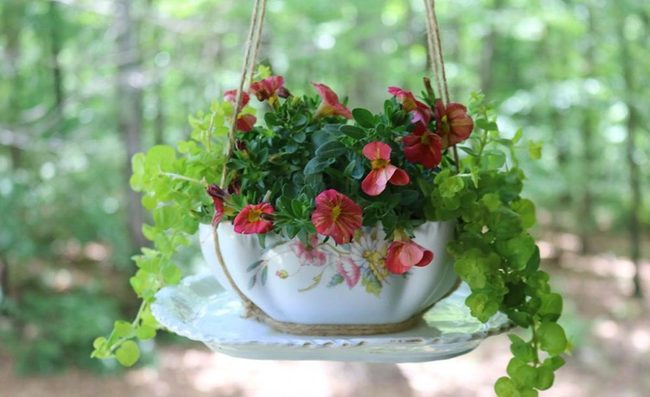 Teacups Blooming With Cascading Green