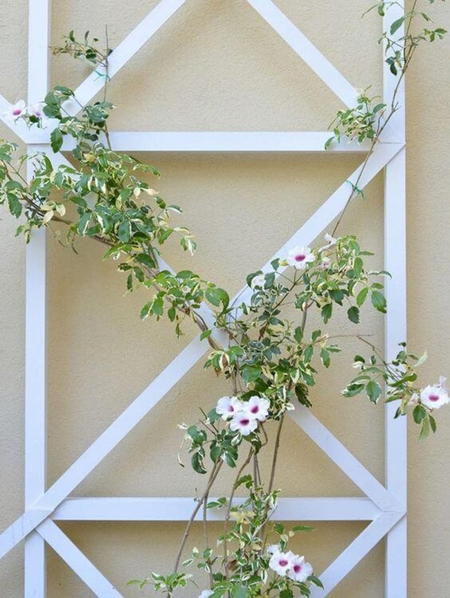 Flowering Vines With Evening Lights