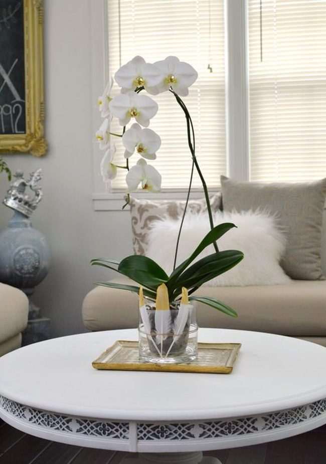 Transparent Vessels, Orchid Stars