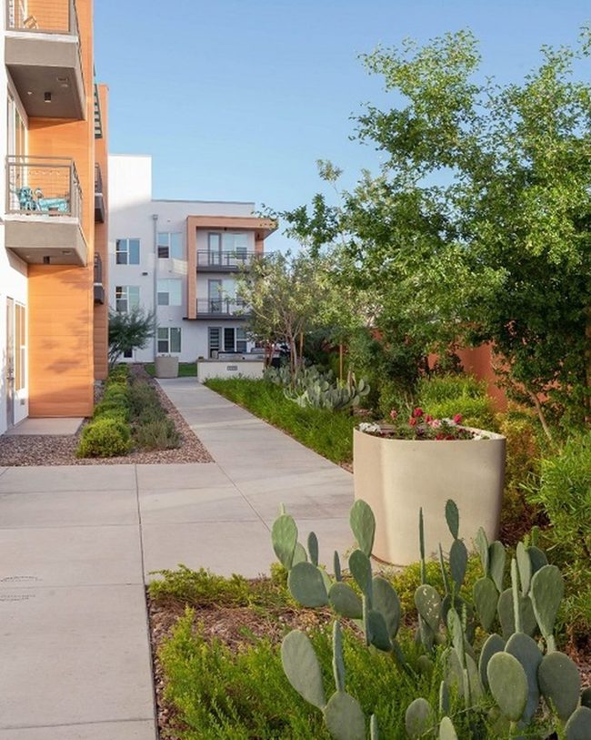 Gray Stone Desert Cactus Path