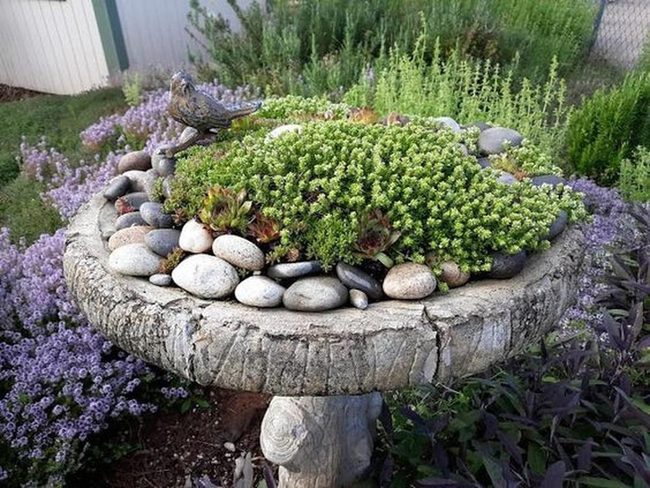 Stone Planter Birdbath With Succulents