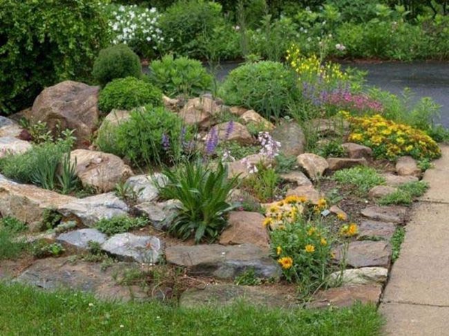 Black-Eyed Susans And Lupine Guardians