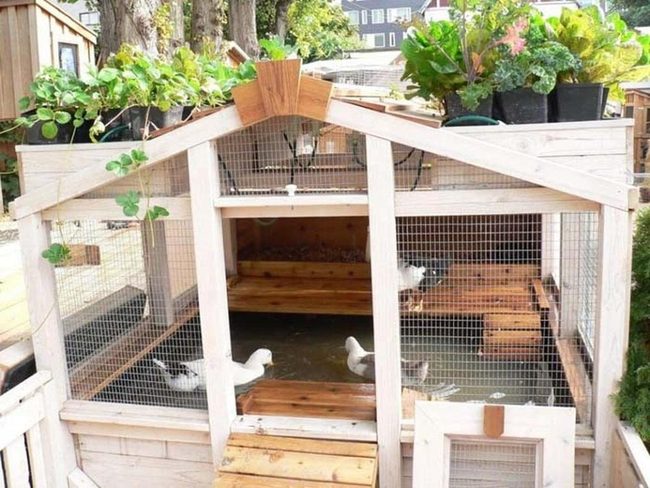 Urban Rooftop Duck Sanctuary