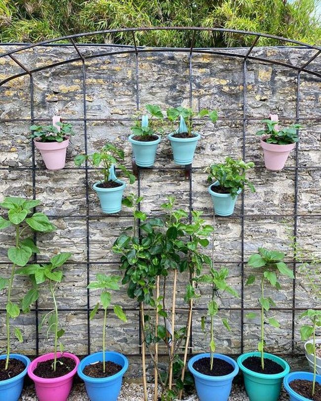 Green Vines Softening Wooden Fences