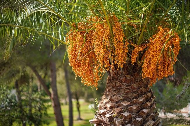 Fragrant Jelly Palm Fruits And Graceful Fronds
