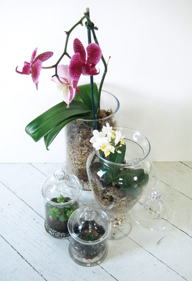 Sealed Glass Orchid Terrariums