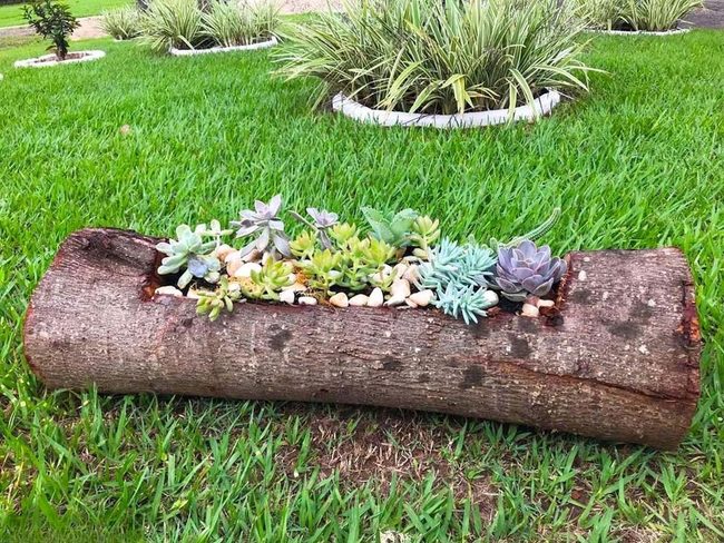 Hollowed Logs Cradle Drought-Tolerant Succulents
