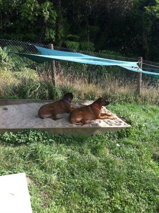 Dog Dig Zone With Shade