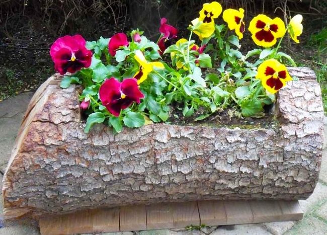 Maroon Pansies In Hollowed Wood