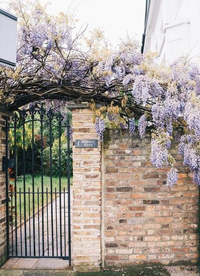 Purple Wisteria Gates Blooming