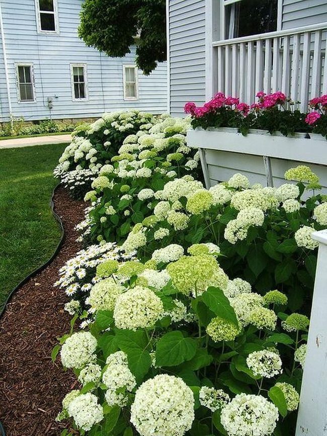 White Blooms Among Lush Greens