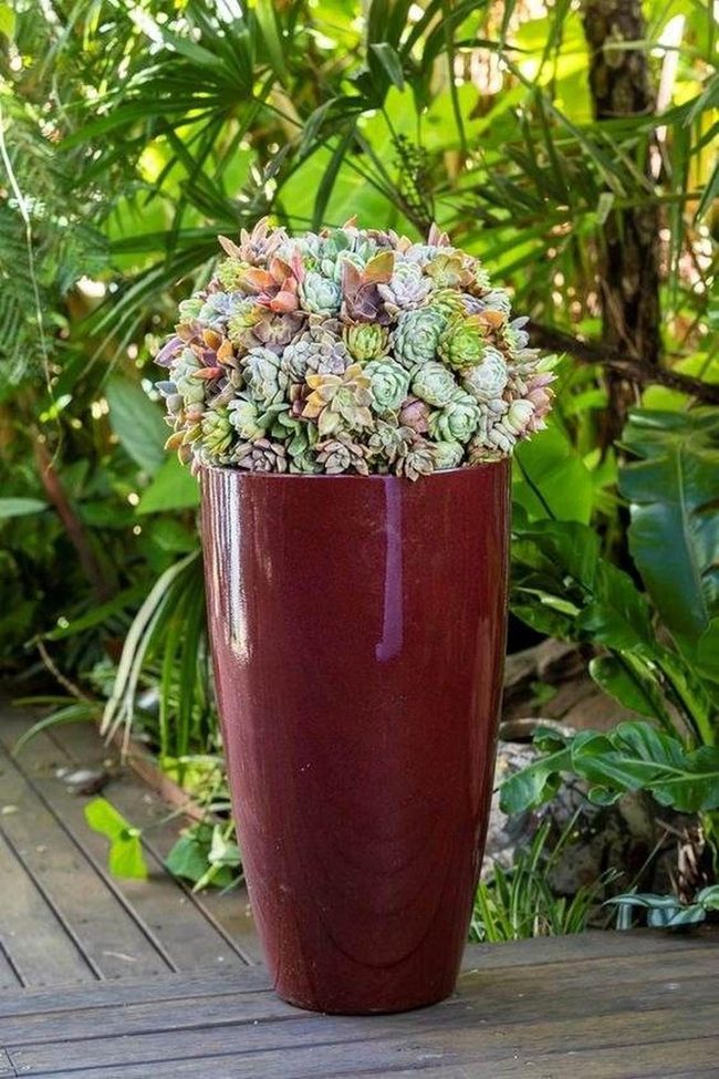 Burgundy Pot, Layered Succulents