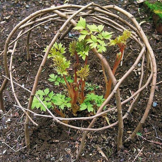 Metal Spheres Protect Growing Plants