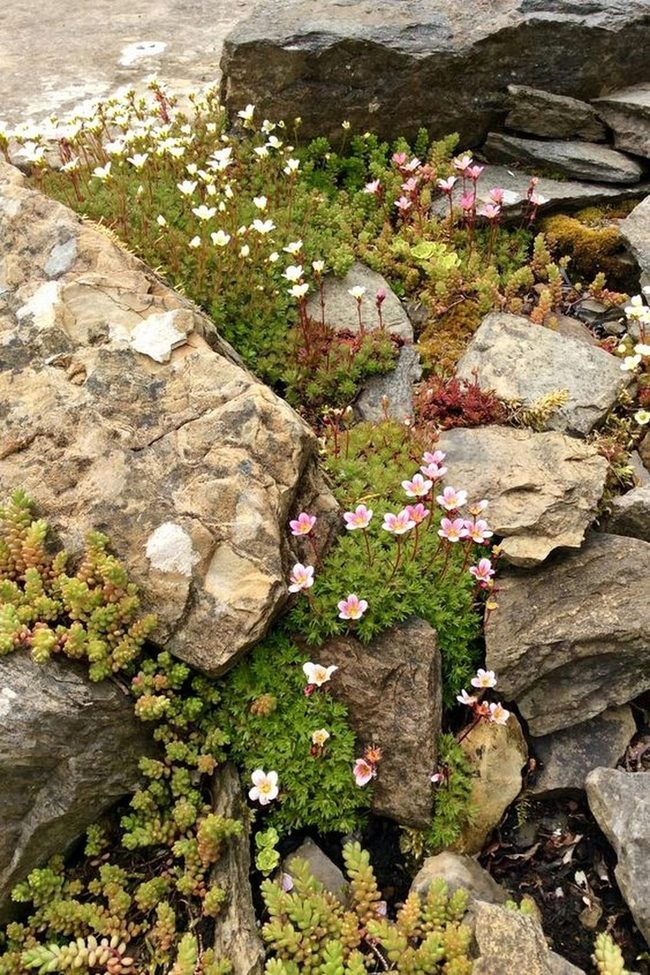 Blossoms, Moss, And Stone Garden