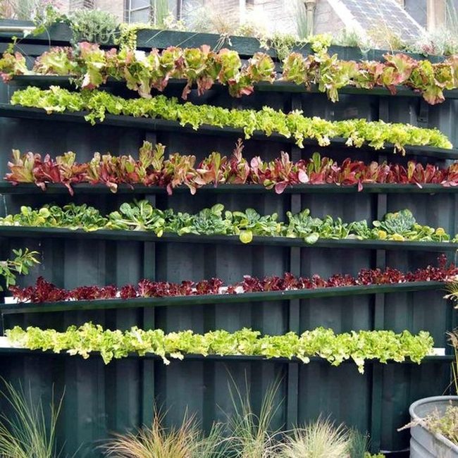 Living Wall Of Rainbow Lettuce