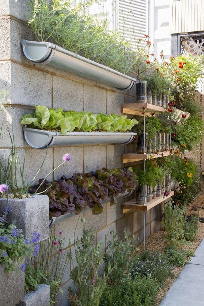 Purple Lettuce Wall Garden