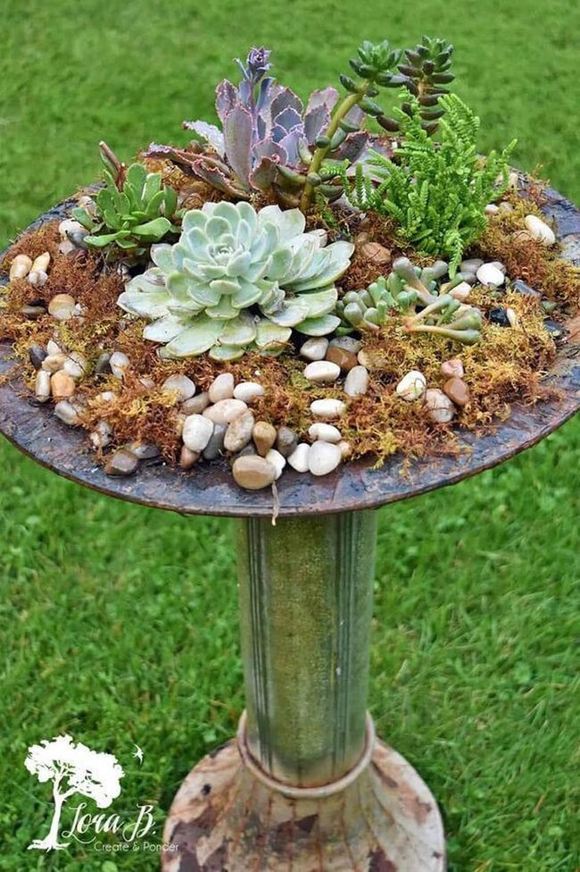 Vintage Birdbath Succulent Garden