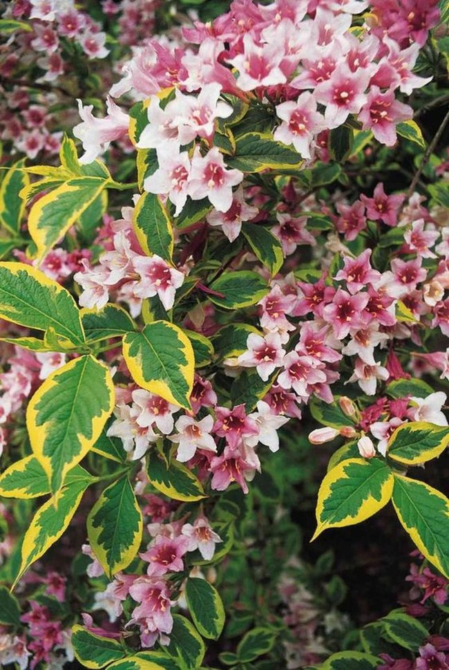 Green Leaves With Yellow Borders