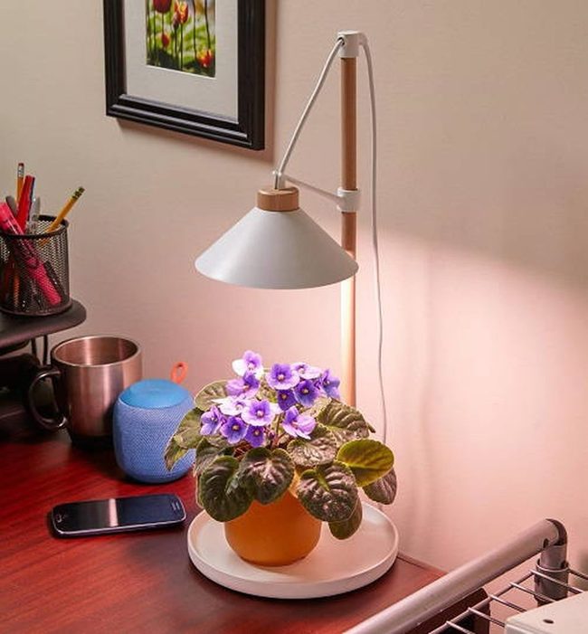 Purple African Violets Brighten Desks