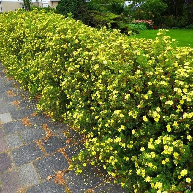 Golden Blooms Line The Path
