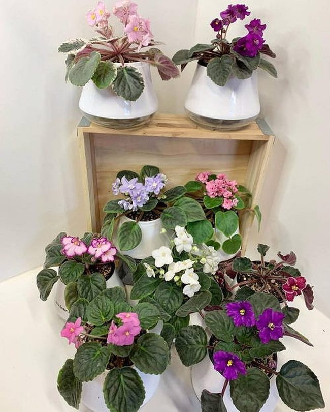 Stacked Wooden Boxes African Violets