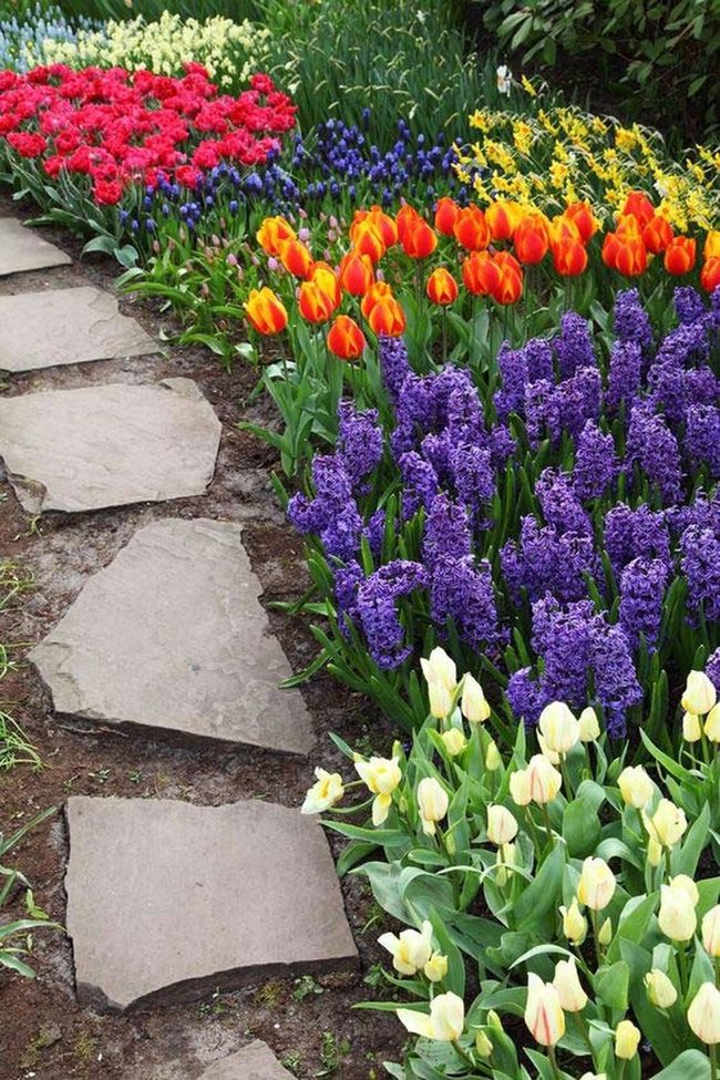 Tiered Tulips Along Stone Steps