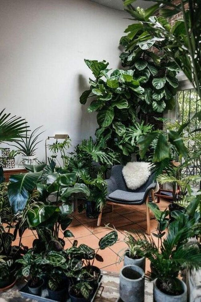Green Plants Indoor Retreat