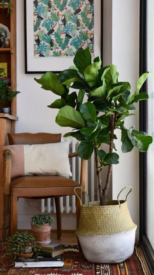 Giant Green Statement Leaves